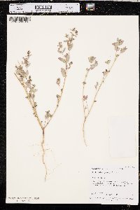 Chamaesyce hyssopifolia image