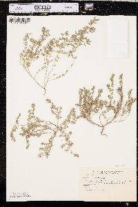 Euphorbia prostrata image