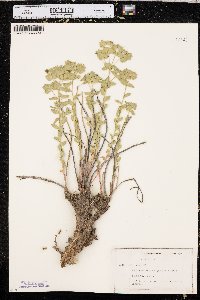 Euphorbia brachycera image