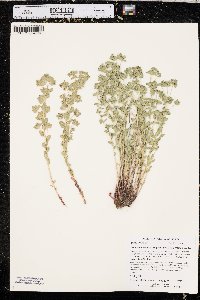 Euphorbia brachycera image