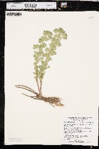 Euphorbia brachycera image