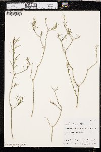 Stillingia linearifolia image