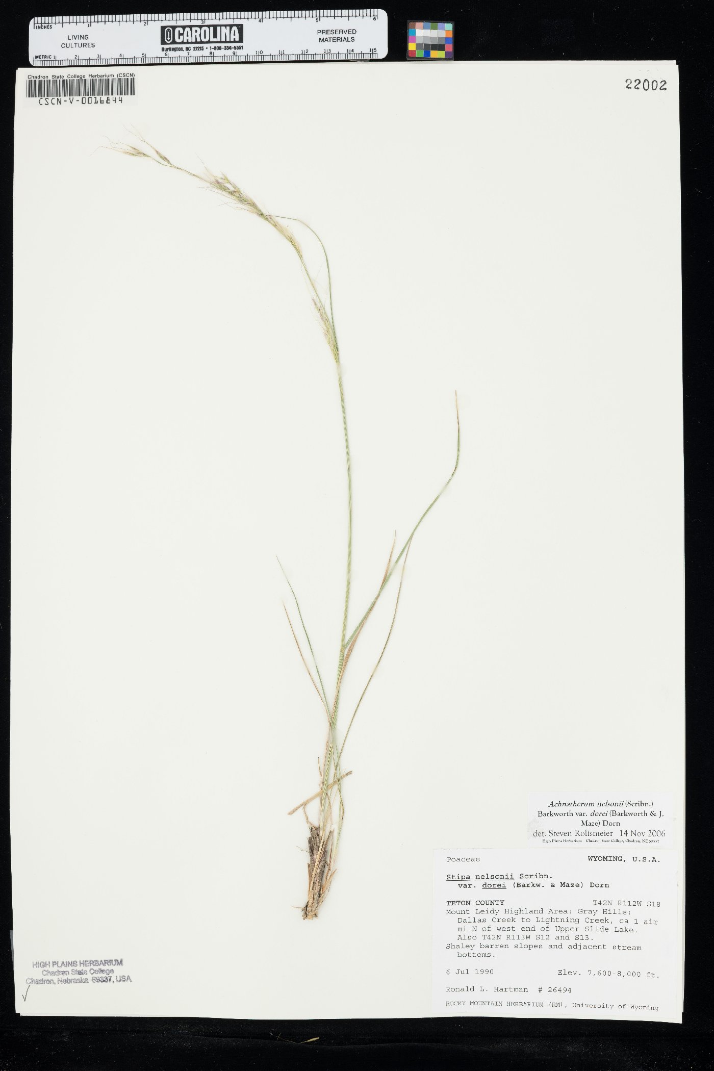 Eriocoma nelsonii subsp. dorei image