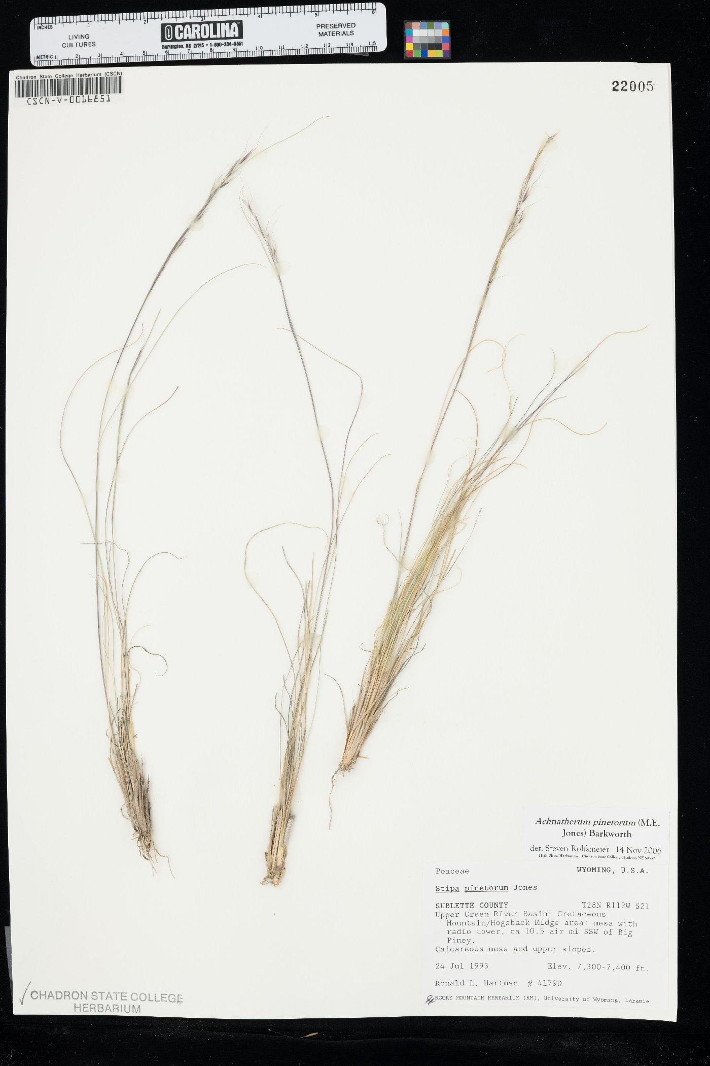 Eriocoma pinetorum image