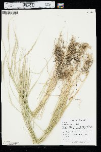 Aegilops cylindrica image