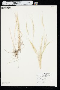 Aegilops cylindrica image