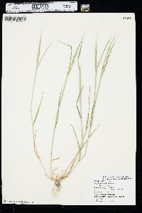 Aegilops cylindrica image