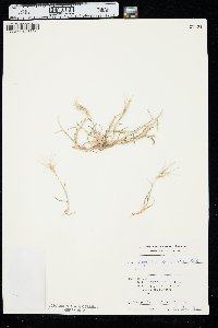 Aegilops geniculata image