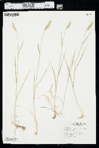 Agropyron cristatum image