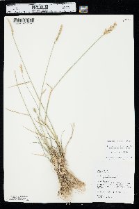 Agropyron cristatum image