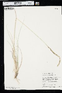 Agrostis sandwicensis image