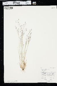 Agrostis scabra var. scabra image