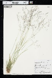 Agrostis humilis image