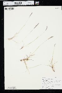 Agrostis variabilis image