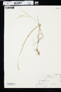 Alopecurus aequalis image