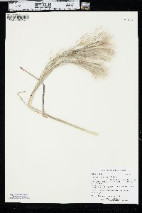 Andropogon floridanus image