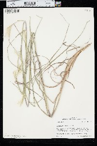 Andropogon ternarius image