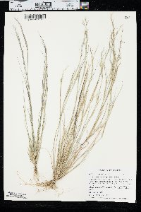 Aristida basiramea image