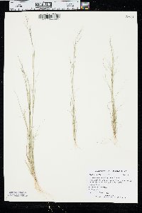 Aristida basiramea image