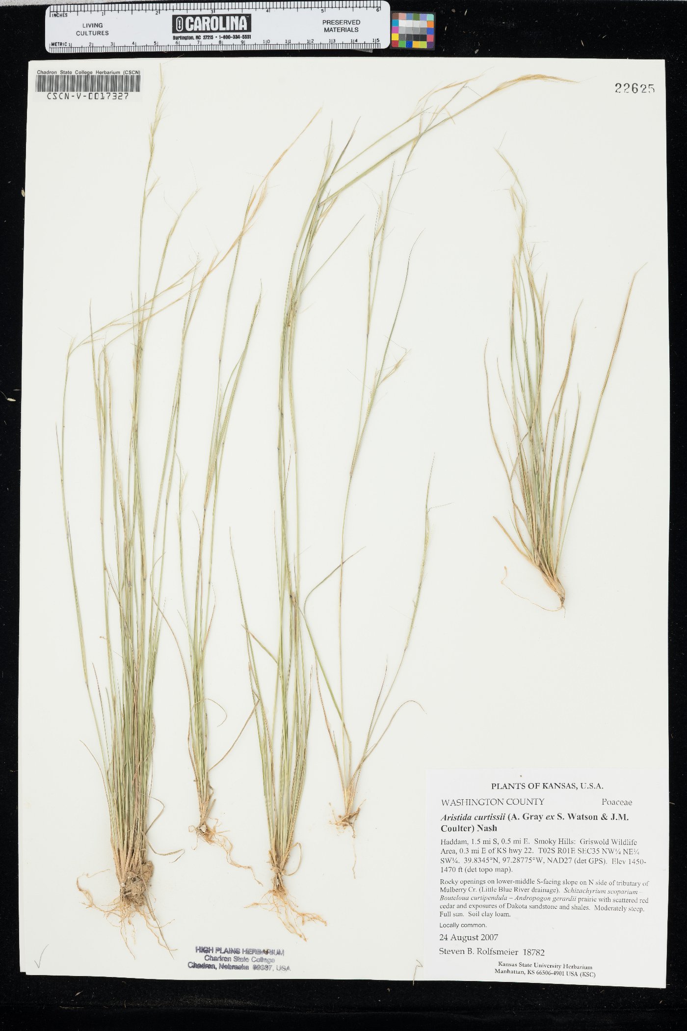 Aristida curtissii image