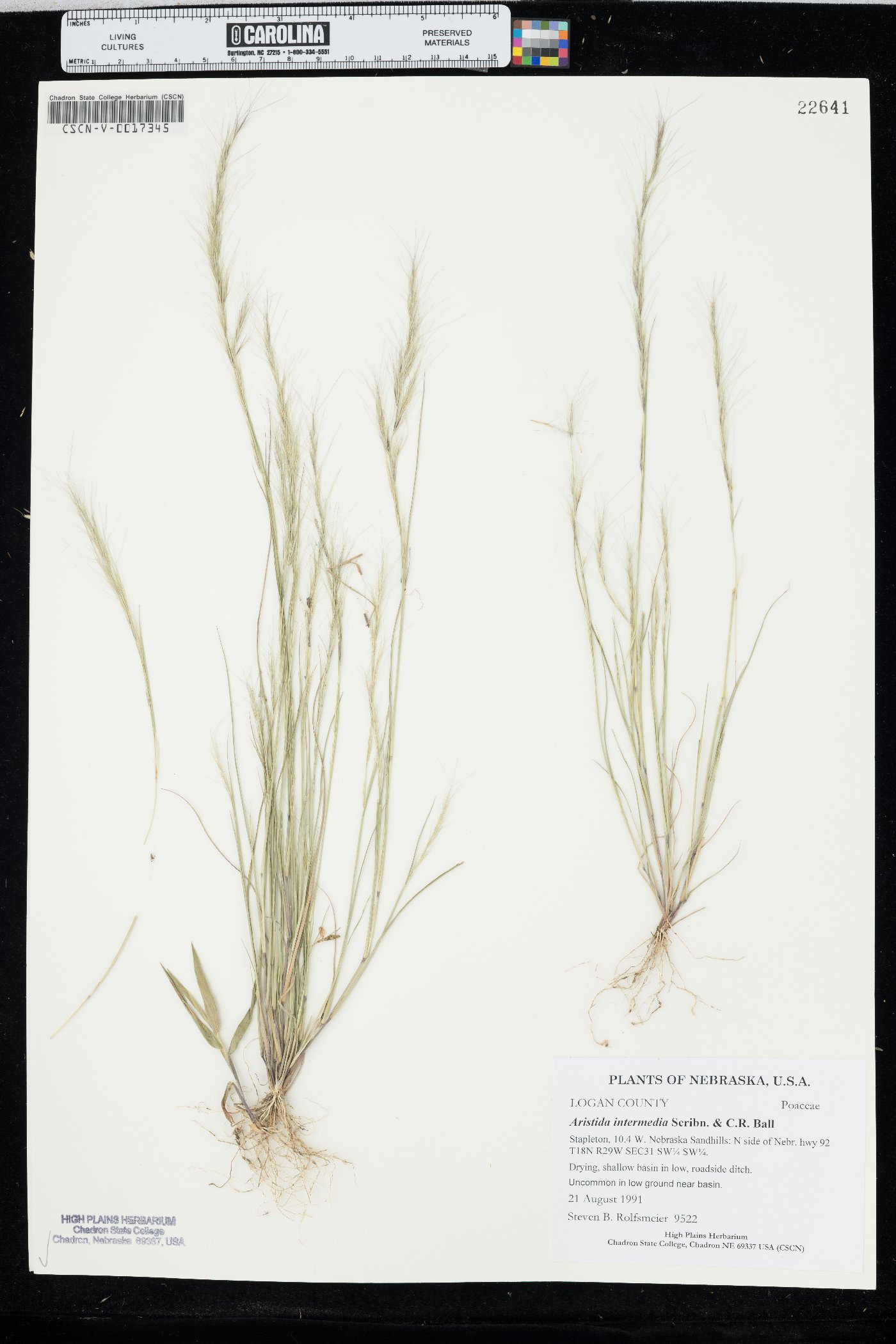 Aristida intermedia image