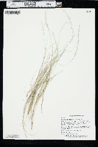 Aristida longespica image