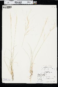 Aristida purpurea var. longiseta image