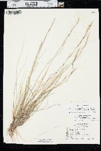 Aristida purpurea var. longiseta image