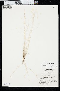 Aristida purpurea var. longiseta image