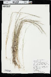 Aristida purpurascens image