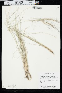 Aristida purpurea var. purpurea image