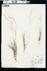 Aristida purpurea var. fendleriana image