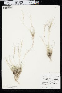 Aristida purpurea var. fendleriana image