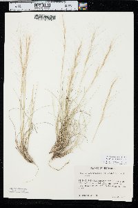 Aristida purpurea var. fendleriana image