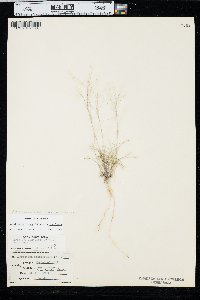 Aristida purpurea var. fendleriana image