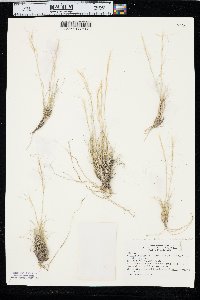 Aristida purpurea var. fendleriana image