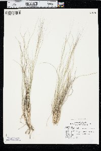 Aristida purpurea var. longiseta image