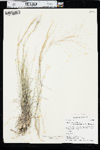 Aristida purpurea var. longiseta image