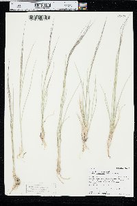 Aristida purpurea var. longiseta image