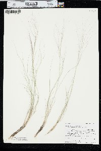 Aristida purpurea var. longiseta image