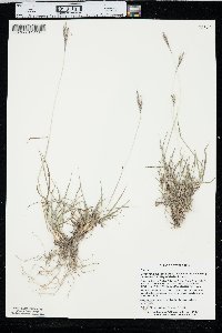 Bothriochloa ischaemum image