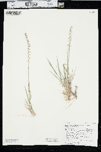 Bouteloua curtipendula var. curtipendula image