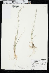 Bouteloua curtipendula var. curtipendula image