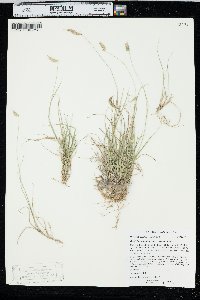 Bouteloua hirsuta var. hirsuta image