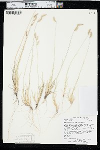 Bouteloua hirsuta var. hirsuta image