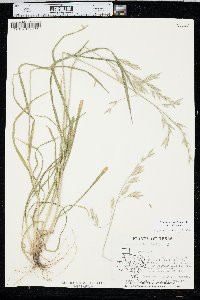 Bromus catharticus image