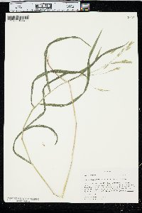 Bromus latiglumis image