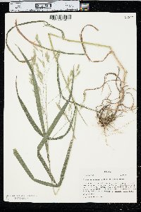 Bromus latiglumis image