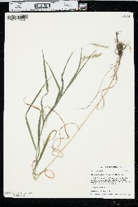 Bromus latiglumis image