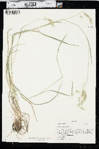 Bromus porteri image